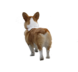 可爱狗狗背影PNG