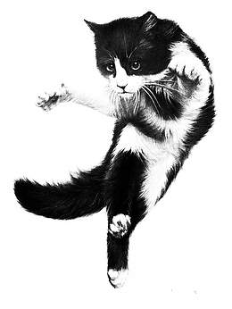 神气的猫咪形象