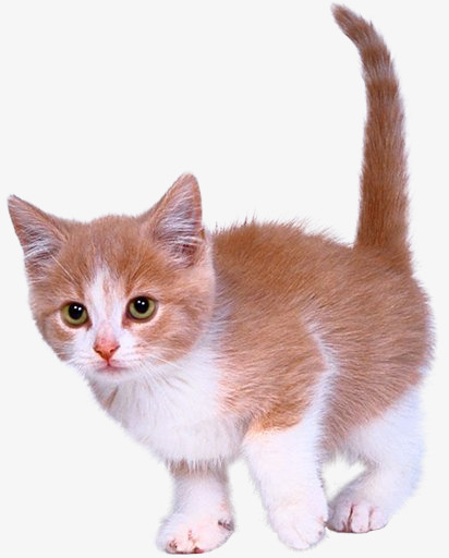 黄色猫咪免抠素材免费下载_觅元素51yuansu.com