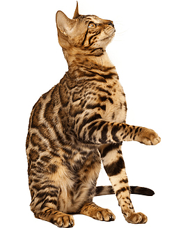 站着的猫