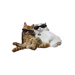 两只肥猫