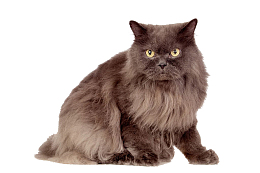 波斯猫免抠素材