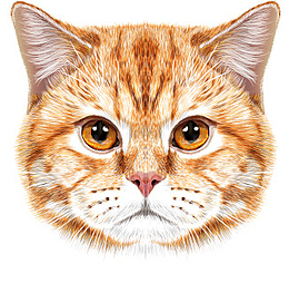 逼真猫咪头像矢量素材