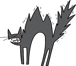 灰色炸毛的猫