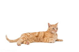 手绘趴着的黄色猫咪