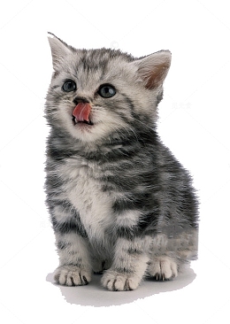 等待喂食物的一只小猫