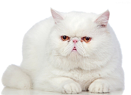 白色波斯猫