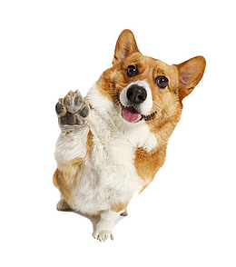 一直想和你击掌的微笑狗狗