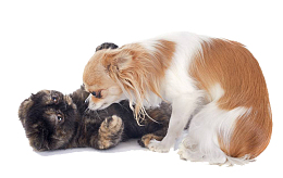 玩耍的猫和狗