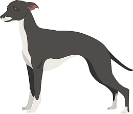 黑白色矢量帅气惠比特犬