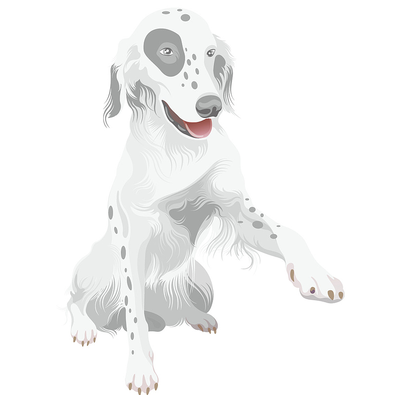 斑点警犬
