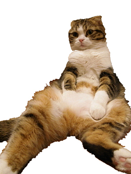 好看的大猫咪