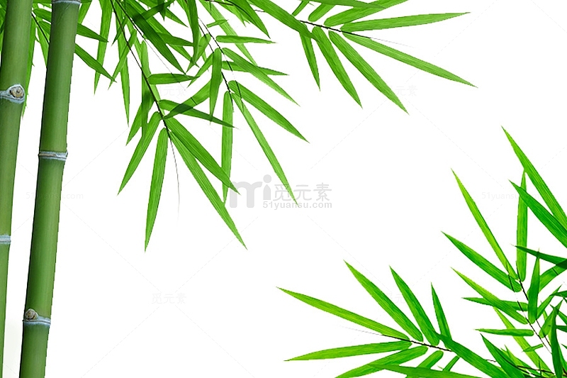 实物绿色竹子背景