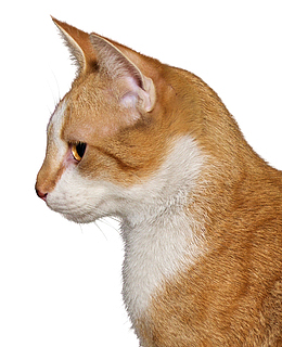 猫咪的侧面免抠素材