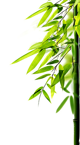 竹子banner