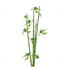 翠绿竹子