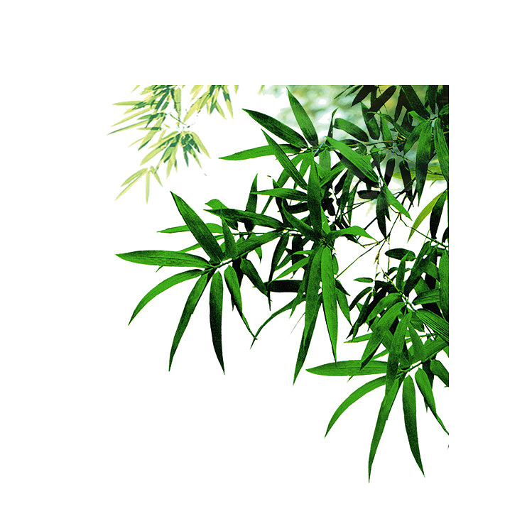 绿色竹子叶子素材