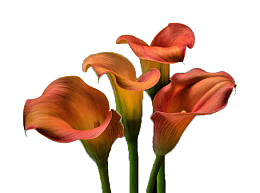 四朵盛开的橘黄色海芋花