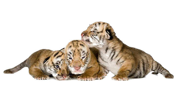 三只小老虎