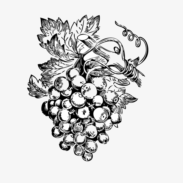 矢量手绘葡萄