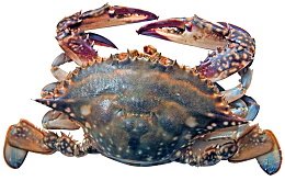河里河蟹