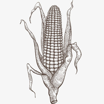 素描玉米