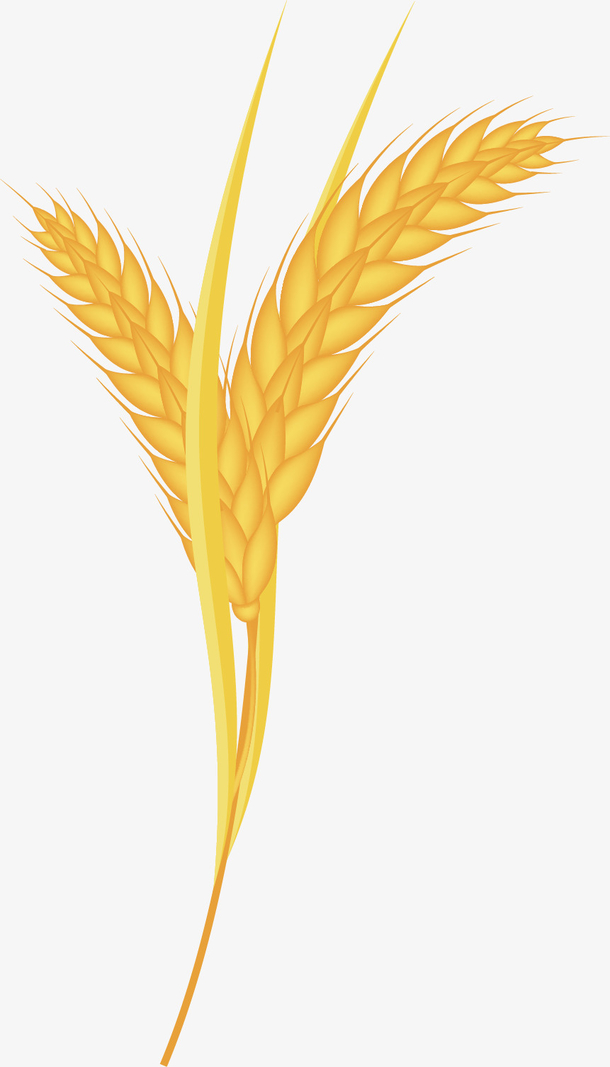 矢量图麦子好吃金黄色