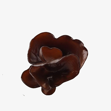 黑木耳卡通手绘