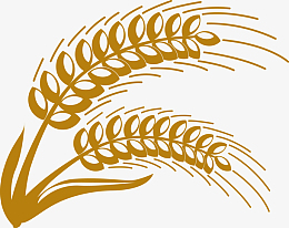 png燕麦农作物手绘图png金色写实麦穗矢量图pngpsdpng白露黄豆谷物收