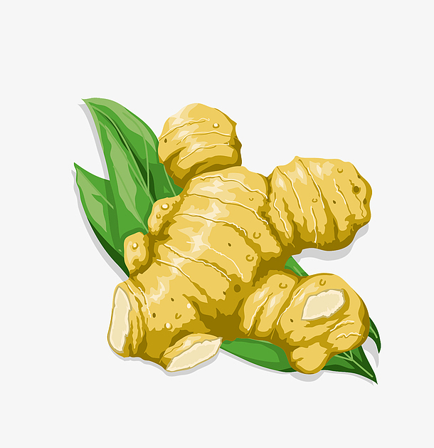 卡通产品食物调料姜