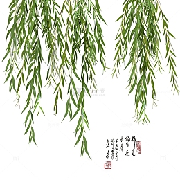清明节水墨风柳叶柳枝