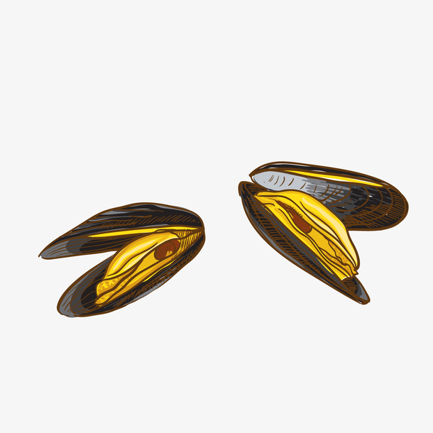 卡通青口贝海鲜矢量图