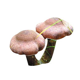 伞形榛蘑图片素材