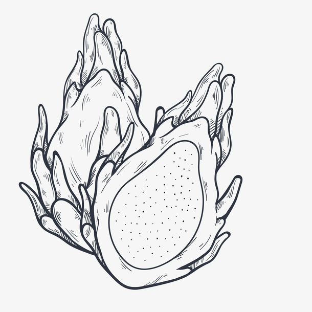 手绘的火龙果素材