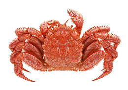 河里河蟹