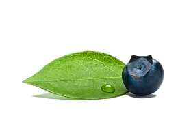 实物带叶子水珠野生蓝莓