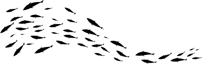 黑色扁平大海鱼群