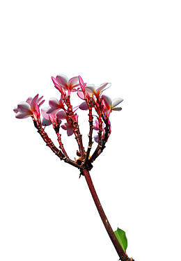 一株鸡蛋花