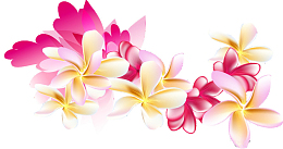 绚丽鸡蛋花