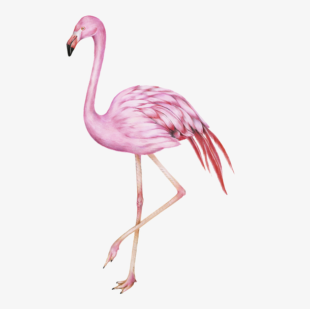 矢量可爱火烈鸟下载