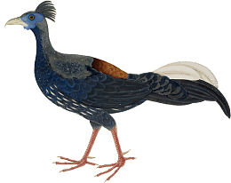 矢量手绘小鸟