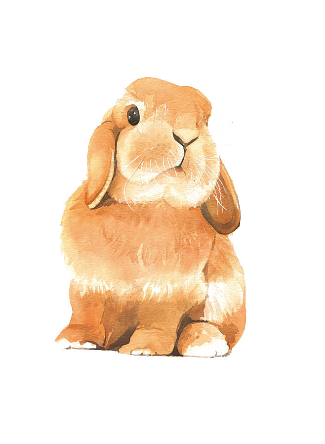 手绘棕色兔子