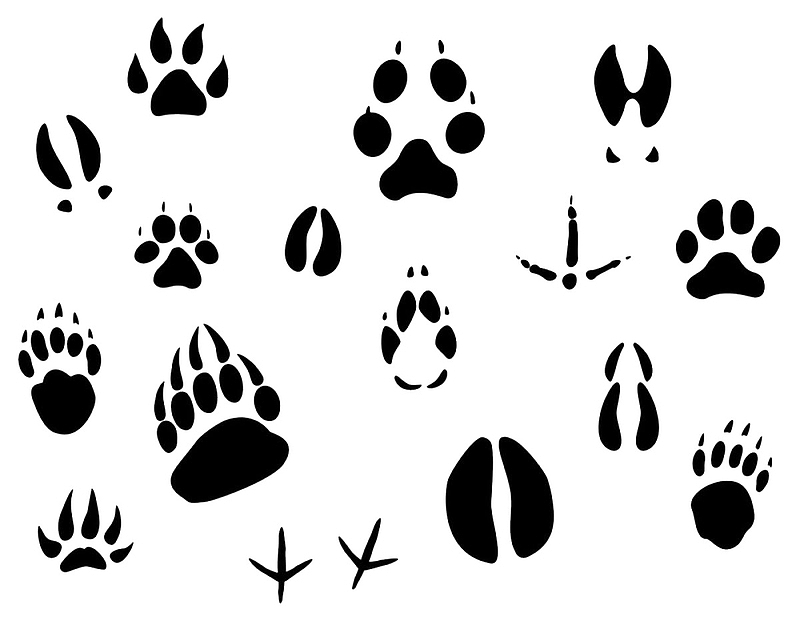 动物脚印图案素材