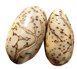 千眼菩提子实物简图