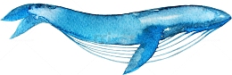 手绘卡通蓝色鲸鱼