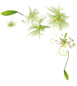 百合花藤蔓百合花线描