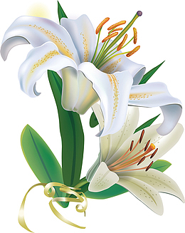 手绘百合花白色的百合花