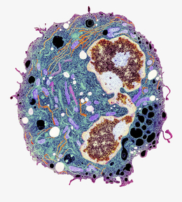 膜卡通元素_手绘/卡通设计元素_手绘/卡通免抠素材免费下载_觅元素51