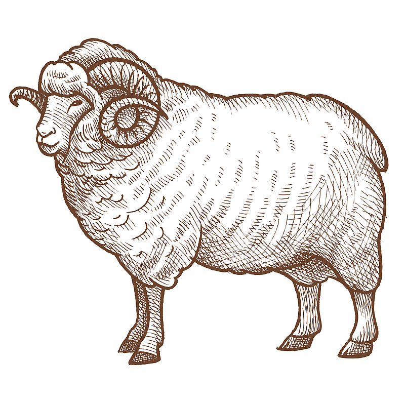 手绘写实线描羊图案