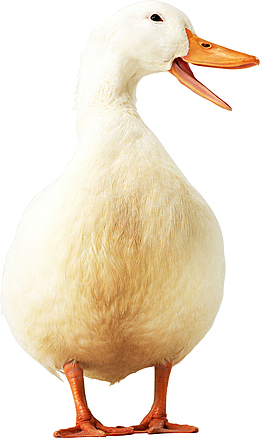 白色的大鹅